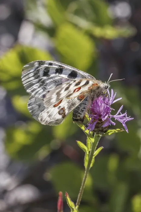 Gerahmter Druck : Parnassius apollo viningensis, Apollo Gerahmter Druck : Parnassius apollo viningensis, Apollo