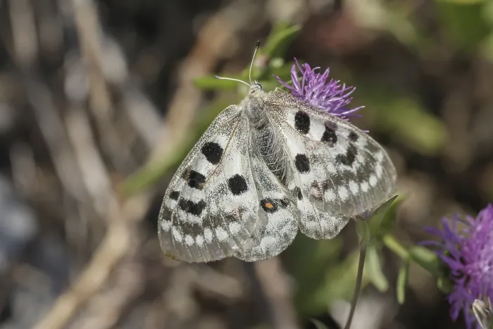 Gerahmter Druck : Parnassius apollo viningensis, Apollo Gerahmter Druck : Parnassius apollo viningensis, Apollo