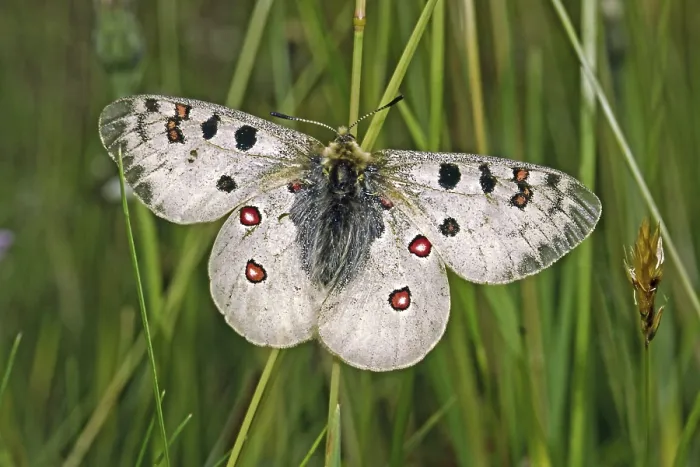 Gerahmter Druck : Parnassius Phoebus, Alpiner Apollo Gerahmter Druck : Parnassius Phoebus, Alpiner Apollo