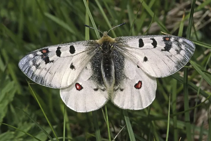 Gerahmter Druck : Parnassius Phoebus, Alpiner Apollo Gerahmter Druck : Parnassius Phoebus, Alpiner Apollo