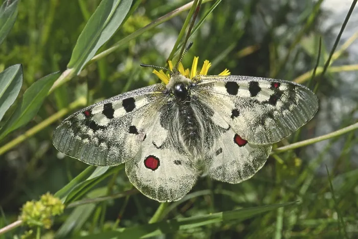 Gerahmter Druck : Parnassius Phoebus, Alpiner Apollon Gerahmter Druck : Parnassius Phoebus, Alpiner Apollon