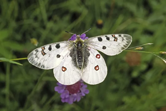 Gerahmter Druck : Alpenapoll Parnassius Phoebus Gerahmter Druck : Alpenapoll Parnassius Phoebus