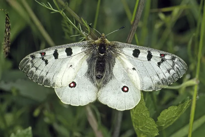 Gerahmter Druck : Alpenapoll Parnassius Phoebus Gerahmter Druck : Alpenapoll Parnassius Phoebus