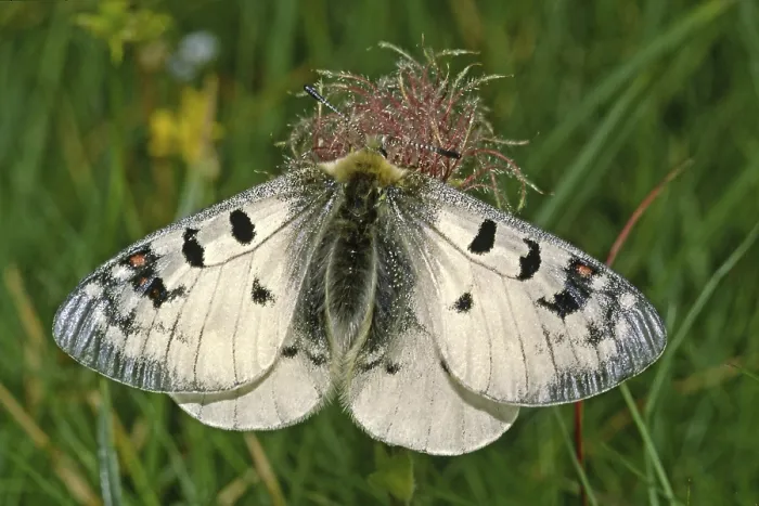 Gerahmter Druck : Der Alpenapoll Parnassius Phoebus Gerahmter Druck : Der Alpenapoll Parnassius Phoebus