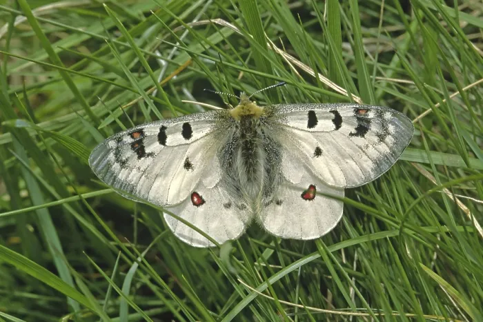 Gerahmter Druck : Alpenapoll Parnassius Phoebus Gerahmter Druck : Alpenapoll Parnassius Phoebus