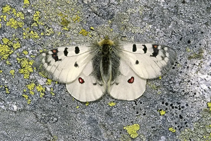 Gerahmter Druck : Parnassius Phoebus, Alpiner Apollo Gerahmter Druck : Parnassius Phoebus, Alpiner Apollo