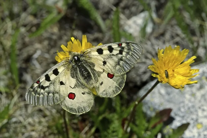 Gerahmter Druck : Parnassius Phoebus, Alpiner Apollo Gerahmter Druck : Parnassius Phoebus, Alpiner Apollo