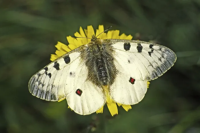 Gerahmter Druck : Parnassius Phoebus, Alpiner Apollo Gerahmter Druck : Parnassius Phoebus, Alpiner Apollo