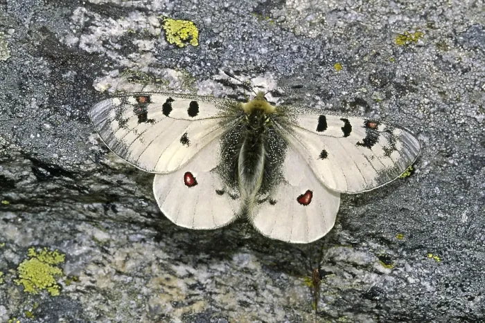 Gerahmter Druck : Parnassius Phoebus, Alpiner Apollon Gerahmter Druck : Parnassius Phoebus, Alpiner Apollon
