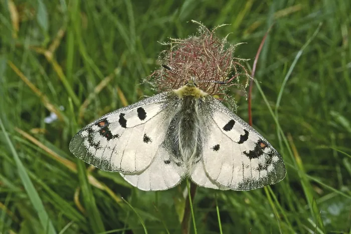 Gerahmter Druck : Parnassius Phoebus, Alpenapollon Gerahmter Druck : Parnassius Phoebus, Alpenapollon