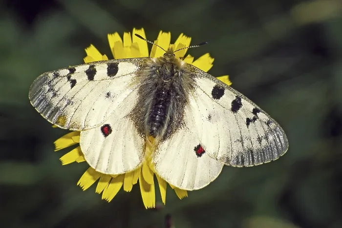 Gerahmter Druck : Parnassius Phoebus, Alpenapollon Gerahmter Druck : Parnassius Phoebus, Alpenapollon