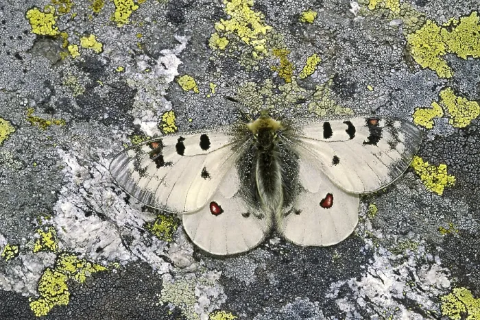 Gerahmter Druck : Parnassius Phoebus, Alpiner Apollo Gerahmter Druck : Parnassius Phoebus, Alpiner Apollo
