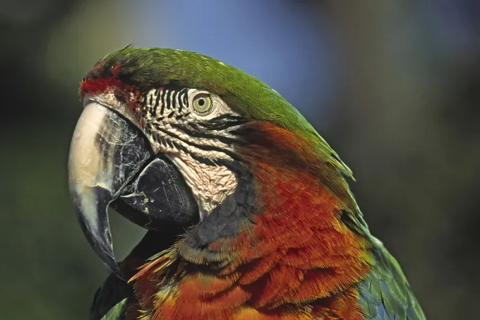 Gerahmter Druck : Parrot