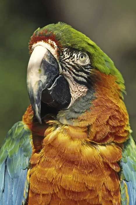 Gerahmter Druck : Parrot Gerahmter Druck : Parrot