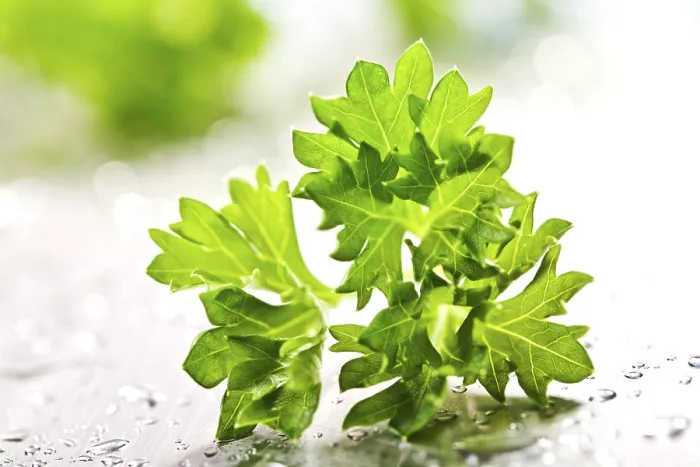 Gerahmter Druck : Parsley Gerahmter Druck : Parsley