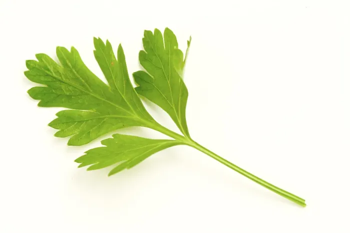 Gerahmter Druck : Parsley Gerahmter Druck : Parsley