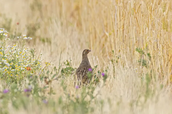 Gerahmter Druck : Wachtel (Perdix perdix) Gerahmter Druck : Wachtel (Perdix perdix)