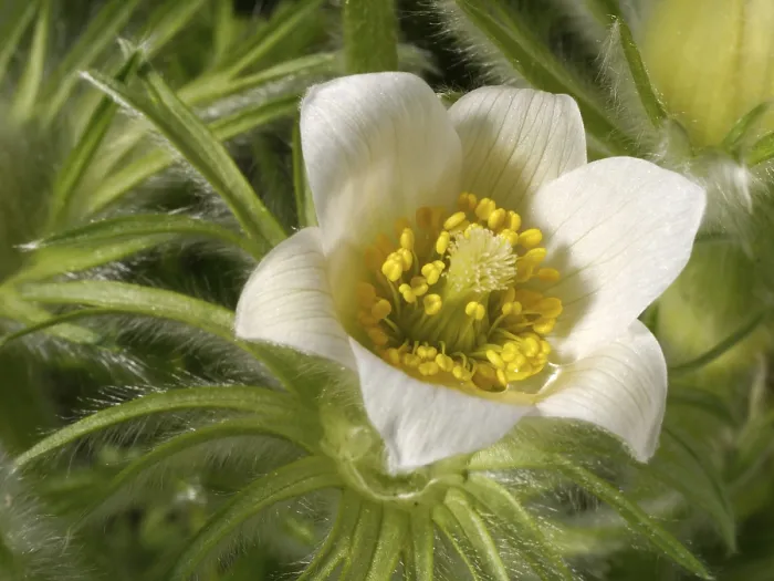 Gerahmter Druck : Pasqueblume Gerahmter Druck : Pasqueblume