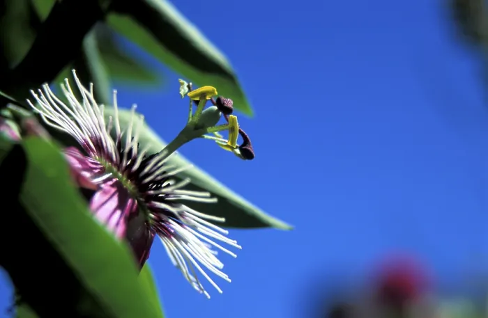 Gerahmter Druck : Leidenschaft Blumen der Passionsfrucht in Blüte. Gerahmter Druck : Leidenschaft Blumen der Passionsfrucht in Blüte.
