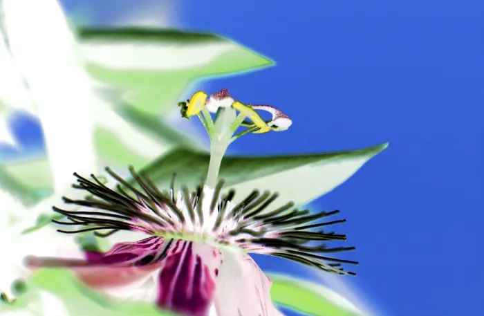 Gerahmter Druck : Passionsblume in Blüte Gerahmter Druck : Passionsblume in Blüte
