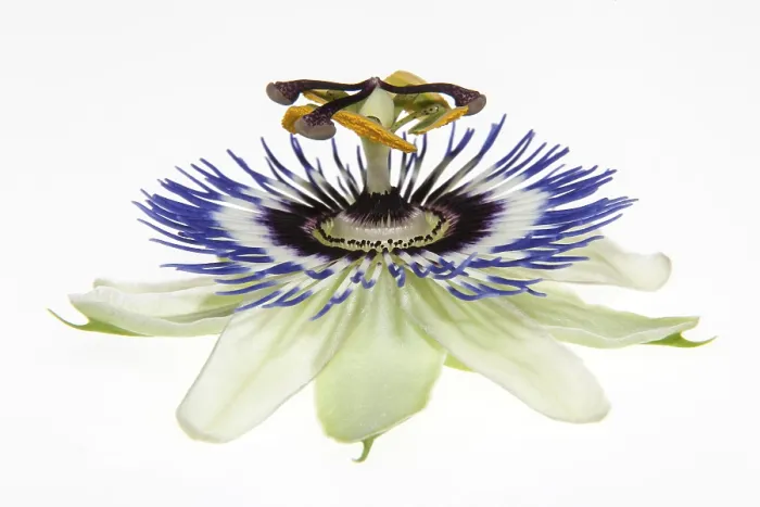 Gerahmter Druck : Passionsblume (Passiflora) Gerahmter Druck : Passionsblume (Passiflora)