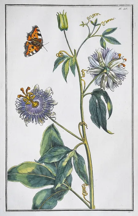 Gerahmter Druck : Passionsblume (Passiflora caerulea) Gerahmter Druck : Passionsblume (Passiflora caerulea)