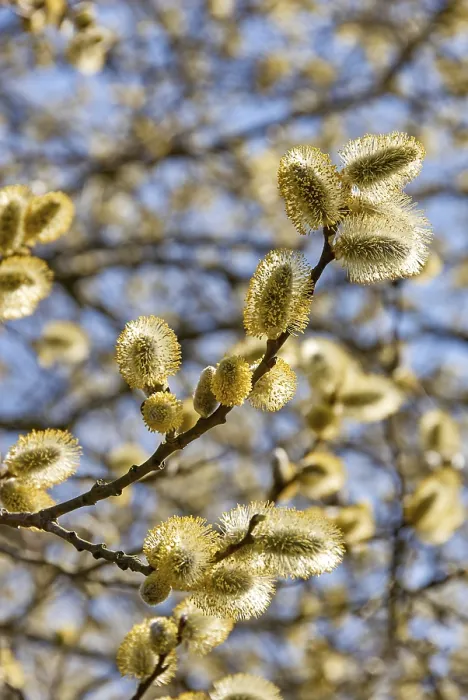 Gerahmter Druck : Weidebaum blüht im Frühling. Gerahmter Druck : Weidebaum blüht im Frühling.