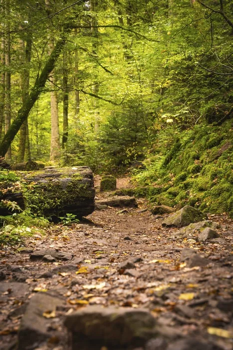 Gerahmter Druck : Weg durch den Herbstwald. Gerahmter Druck : Weg durch den Herbstwald.