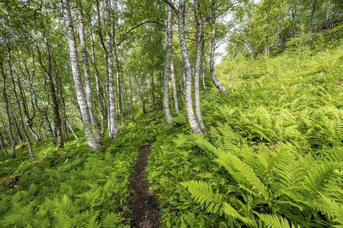 Gerahmter Druck : Weg zwischen Birken im Wald. Gerahmter Druck : Weg zwischen Birken im Wald.
