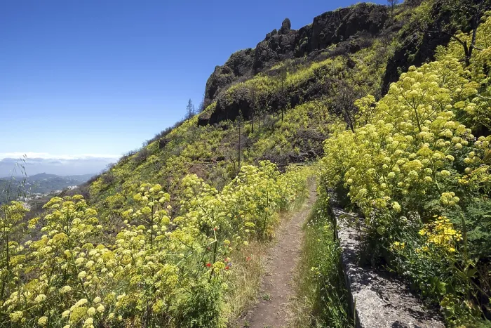 Gerahmter Druck : Weg durch blühende Vegetation. Gerahmter Druck : Weg durch blühende Vegetation.