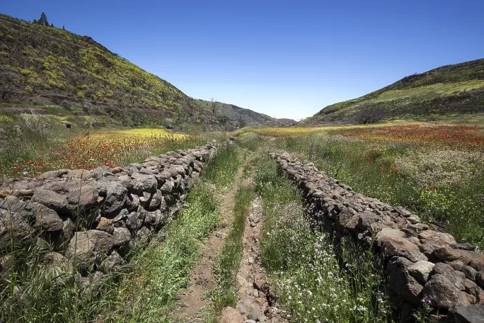 Gerahmter Druck : Weg durch blühende Vegetation. Gerahmter Druck : Weg durch blühende Vegetation.