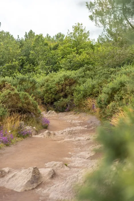 Gerahmter Druck : Blick auf einen Pfad im Broceliande-Wald, einem mystischen Wald in der Bretagne nahe Rennes, Frankreich