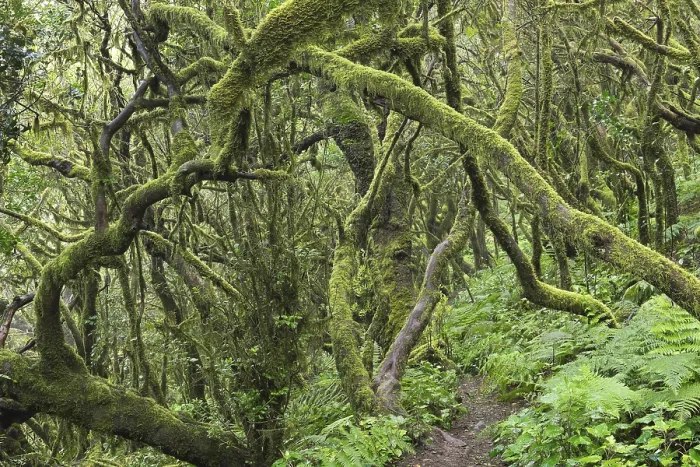Gerahmter Druck : Weg im Wolkenwald, Lorbeerwald Gerahmter Druck : Weg im Wolkenwald, Lorbeerwald