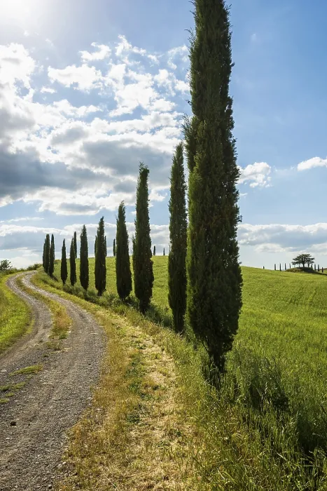 Gerahmter Druck : Pfad mit Zypressen, Val d'Orcia Gerahmter Druck : Pfad mit Zypressen, Val d'Orcia