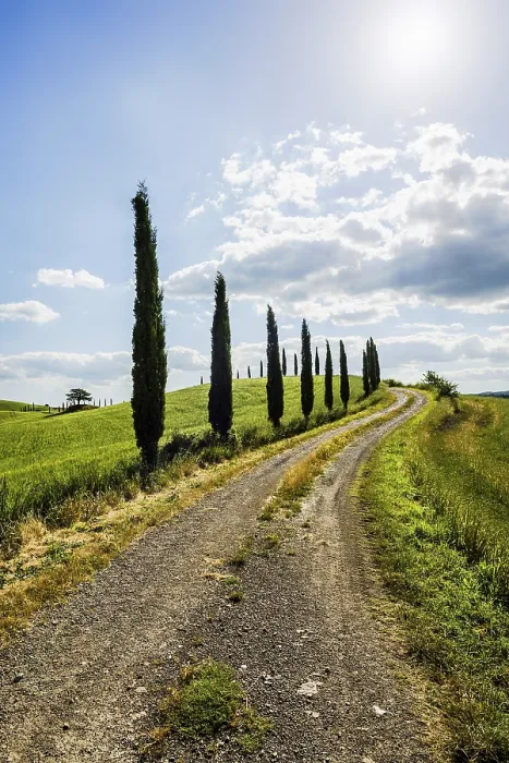 Gerahmter Druck : Pfad mit Zypressen, Val d'Orcia Gerahmter Druck : Pfad mit Zypressen, Val d'Orcia