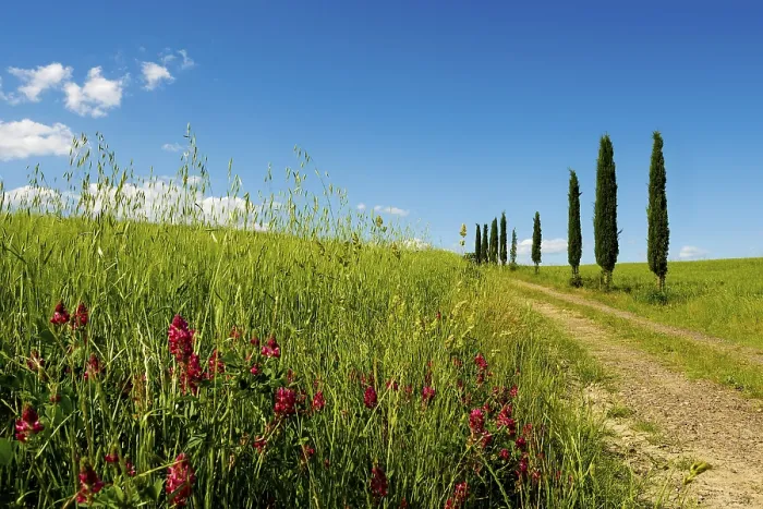 Gerahmter Druck : Pfad mit Zypressen, Val d'Orcia Gerahmter Druck : Pfad mit Zypressen, Val d'Orcia