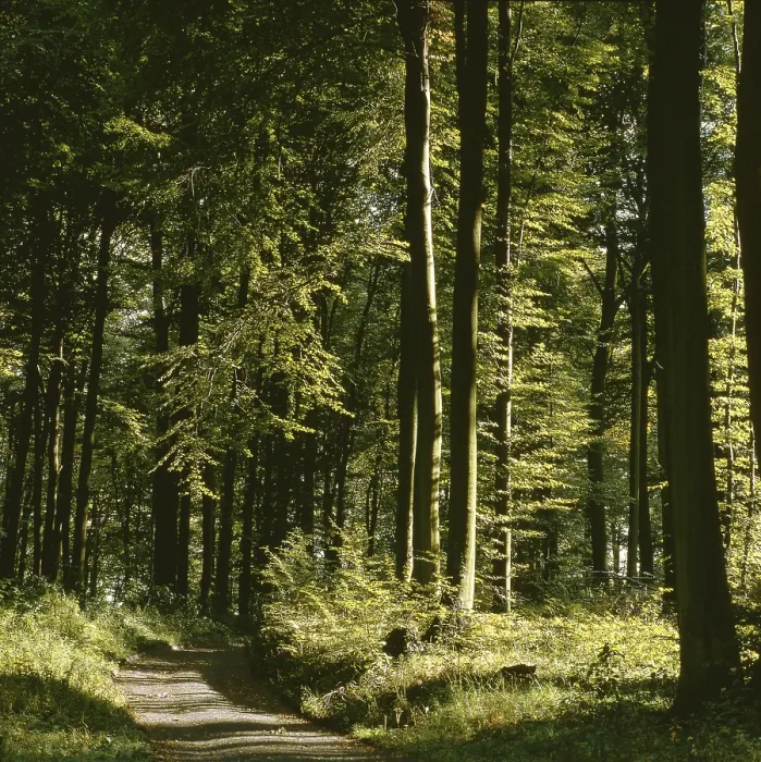 Gerahmter Druck : Weg durch ein Laubwald in Sommer.