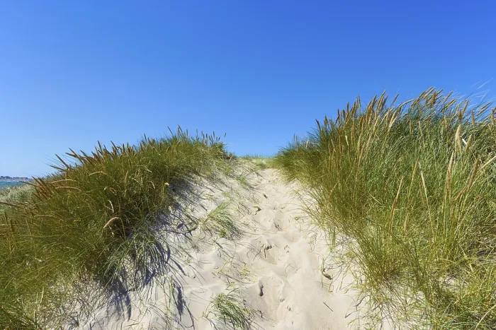 Gerahmter Druck : Weg durch Dünen zum Strand Gerahmter Druck : Weg durch Dünen zum Strand
