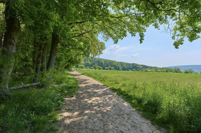 Gerahmter Druck : Weg, Waldrand, Quelle, Elsenfeld