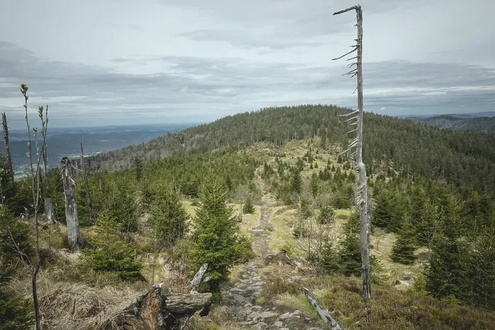 Gerahmter Druck : Weg zur Enziang-Spitze, Bayerischer Wald.