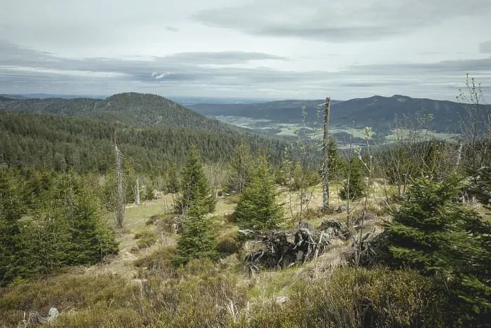 Gerahmter Druck : Weg zur Enziang-Spitze, Bayerischer Wald. Gerahmter Druck : Weg zur Enziang-Spitze, Bayerischer Wald.