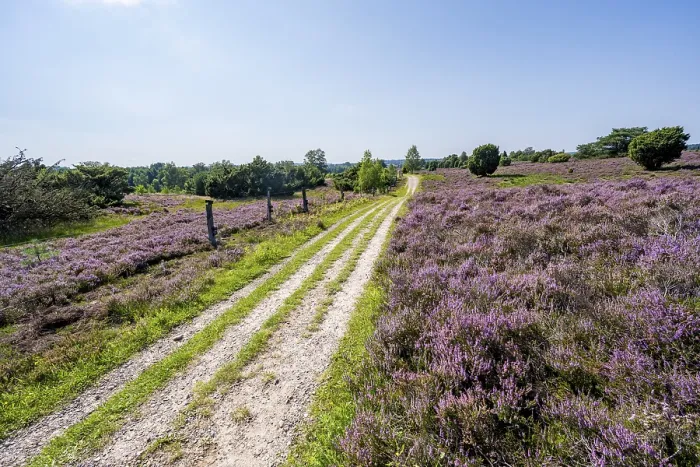 Gerahmter Druck : Weg durch blühende Heidelandschaft Gerahmter Druck : Weg durch blühende Heidelandschaft
