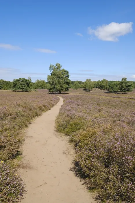 Gerahmter Druck : Weg durch die blühende Heide. Gerahmter Druck : Weg durch die blühende Heide.