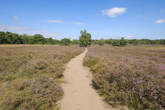 Gerahmter Druck : Blumenheide im Westruper Heide, Haltern am See, Münsterland, Nordrhein-Westfalen Gerahmter Druck : Blumenheide im Westruper Heide, Haltern am See, Münsterland, Nordrhein-Westfalen