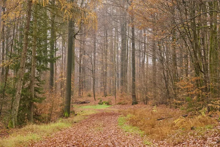 Gerahmter Druck : Weg, Laub, Wald, Morgen