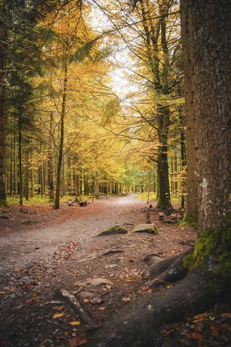 Gerahmter Druck : Weg durch den Wald im Herbst. Gerahmter Druck : Weg durch den Wald im Herbst.