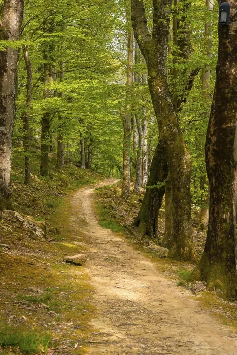 Gerahmter Druck : Weg im Wald, Baskenland Gerahmter Druck : Weg im Wald, Baskenland
