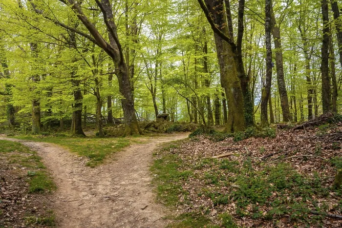 Gerahmter Druck : Weg im Wald, Baskenland Gerahmter Druck : Weg im Wald, Baskenland