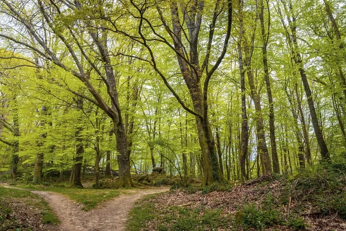 Gerahmter Druck : Weg im Wald, Baskenland Gerahmter Druck : Weg im Wald, Baskenland