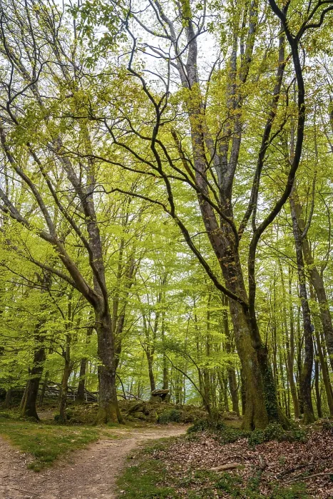 Gerahmter Druck : Weg im Wald, Baskenland Gerahmter Druck : Weg im Wald, Baskenland